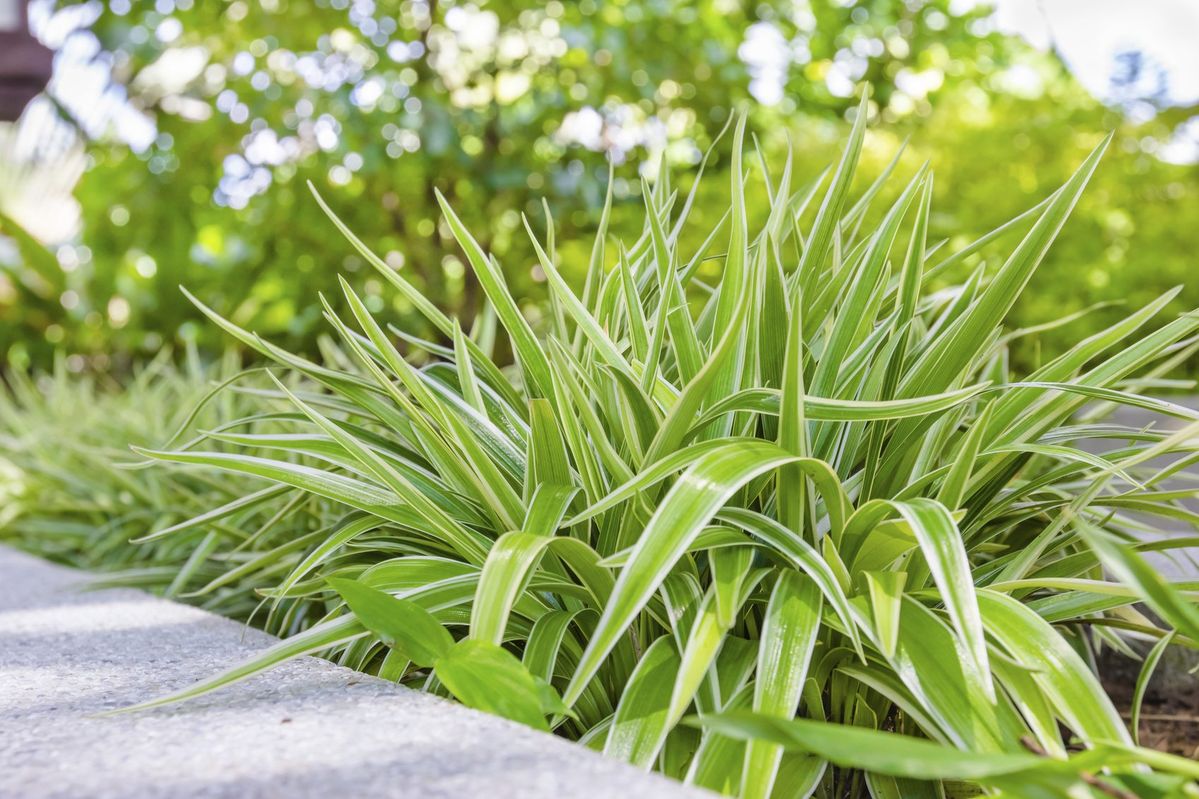 Spider Plant